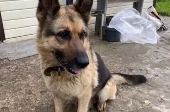 Пропала собака Джесси, Хардиково