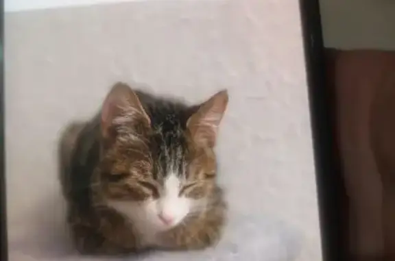 Пропала кошка, Снеговая 4А, Владивосток