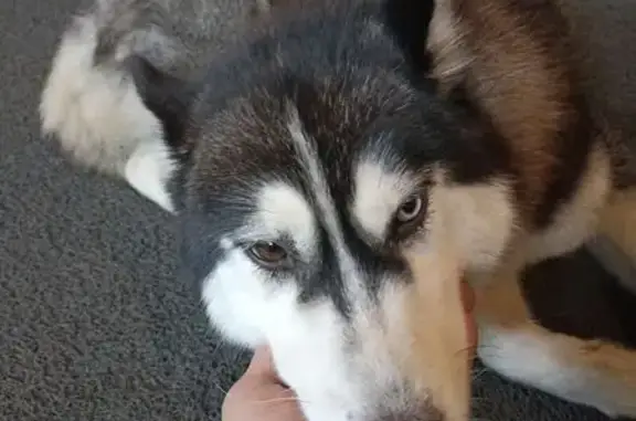 Собака найдена: Донецкая ул, 12, Воронеж