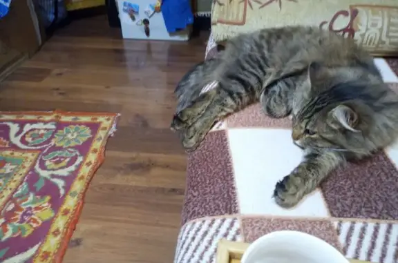 Найдена кошка, Ярославль, фото: Найдена кошка, Индустриальная ул., Ярославль