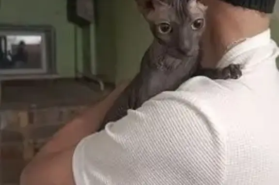 Найдена кошка, Пермь, фото: Найдена кошка, ул. Гатауллина, Пермь