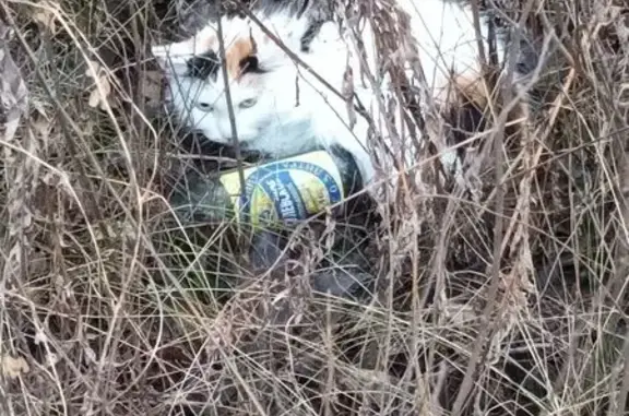 Найдена кошка, Челябинск, фото: Кошка найдена: Новороссийская ул., Челябинск