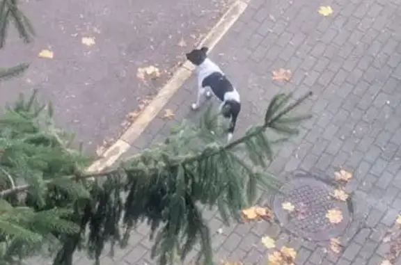 Собака найдена на Полковника Сафронова, 3