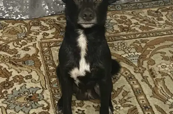 Пропала собака, ул. Ленина, 68, Плеханово