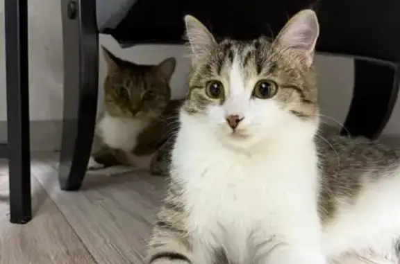 Пропала кошка, Волочаевская 16А, Стерлитамак