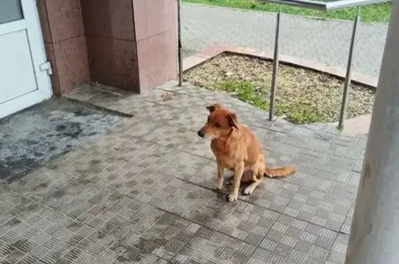 Найдена собака, Тула, фото: Найдена собака у Дикси, ул. Михеева, 15