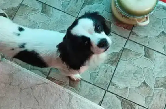 Найдена собака, Ахтырский, фото: Найдена собака, ул. Свободы 22, Ахтырский