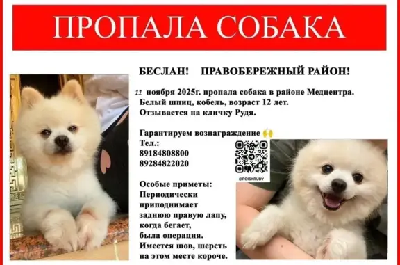 Собаки потеряшки, , фото: Потеряшка собака, Беслан, Сев. Осетия