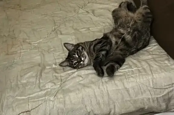 Пропала кошка, ул. Защитников Отечества, 60