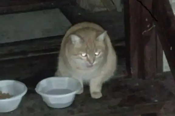 Найдена кошка, , фото: Кошка найдена в СНТ Игнатьево, МО