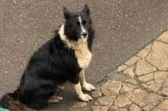 Найдена собака, Быково, фото: Собака найдена: Академическая ул, 5, Быково