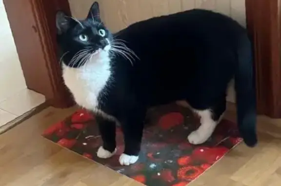 Пропала кошка, Нахимовский пр., 33/2