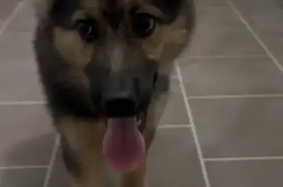 Щенок найден на Генерала Родионова, 17