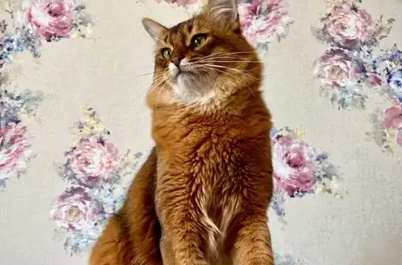 Пропала кошка, Индустриальный пр., 24