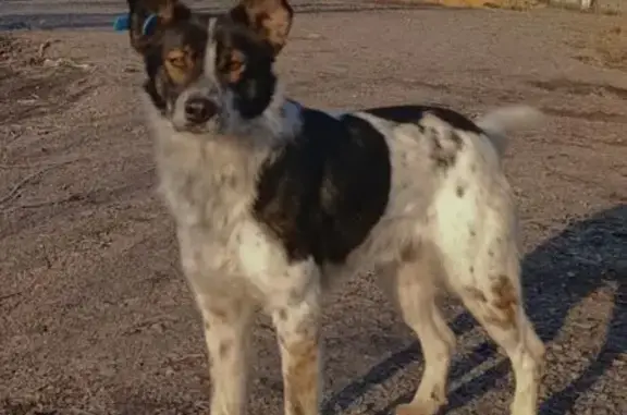 Найдена собака, Воронежская область, фото: Собака найдена: Воронежская обл., Хохольский