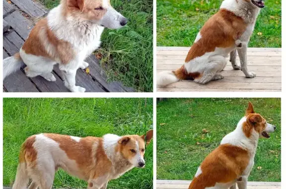 Пропала собака на Левобережной, 11, Турдеевск