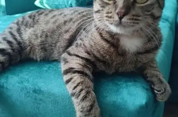 Пропал кот, Орск, ул. Ю.Фучика, 1