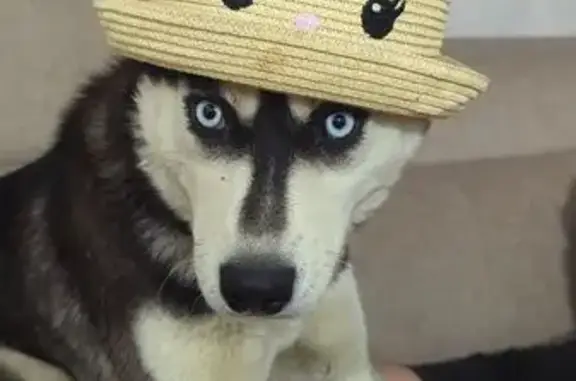 Пропала собака, Персиковая ул., 503