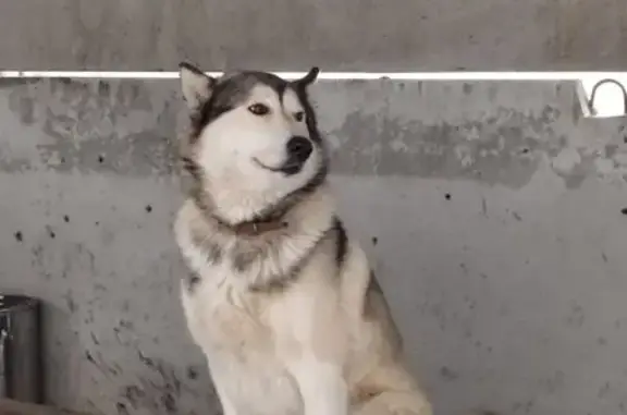 Найдена собака, Берёзовский, фото: Собака найдена: Берёзовский тракт, 13А