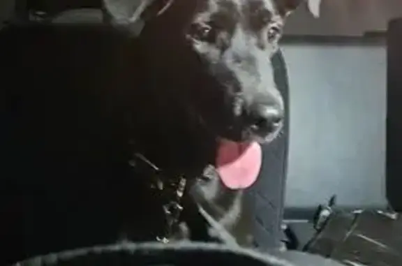 Собаки потеряшки, Красноярск, фото: Потеряшка собака, Пастеровская 7, Красноярск