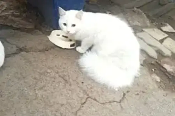 Найдена кошка, Ростовская область, фото: Кошка найдена: Сальск, Ростовская область