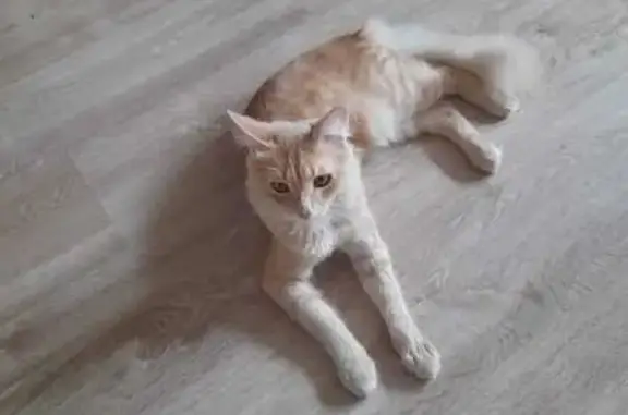 Пропала рыжая кошка, ул. Рабиновича, 123