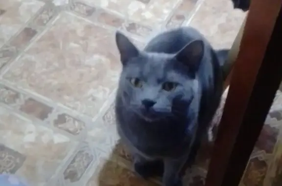 Пропал кот Кузя, ул. Стасова 150, Краснодар