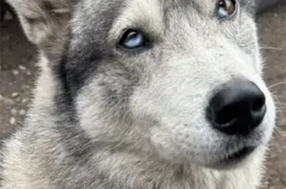 Собака найдена: Машиностроительный пер., 11