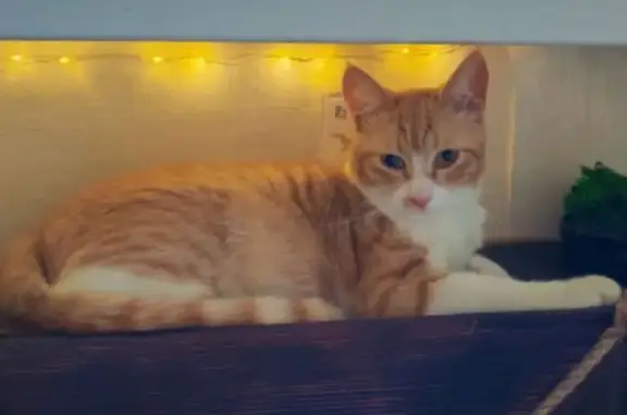 Кошки потеряшки, Электросталь, фото: Потеряшка кошка, Ногинское шоссе, 13