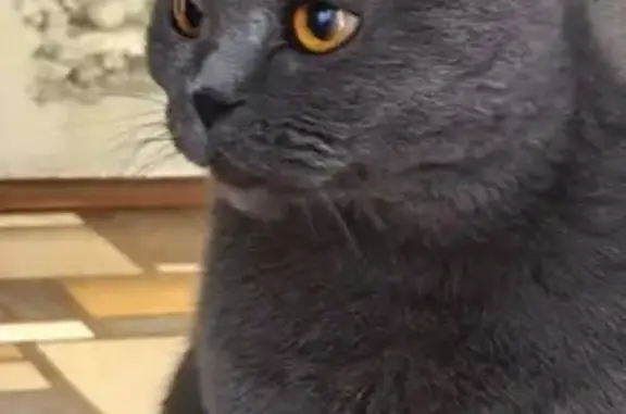 Кошки потеряшки, Нижний Новгород, фото: Потеряшка кошка, ул. Боевых Дружин, 9