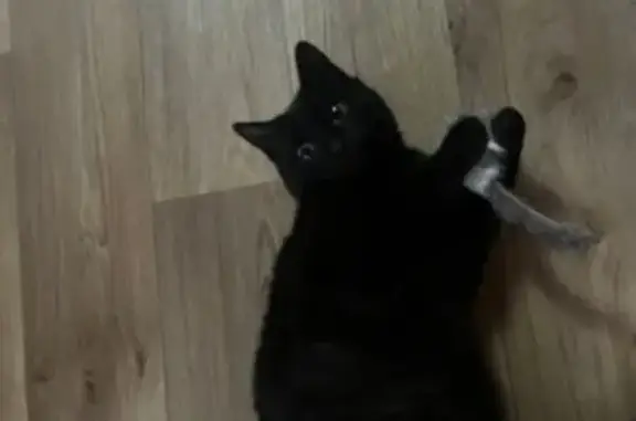 Найдена кошка, Брянск, фото: Кошка найдена: Чернышевского 114, Брянск