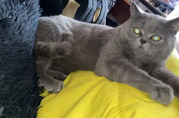 Кошки потеряшки, Куйбышев, фото: Потеряшка кошка, Куйбышев 1