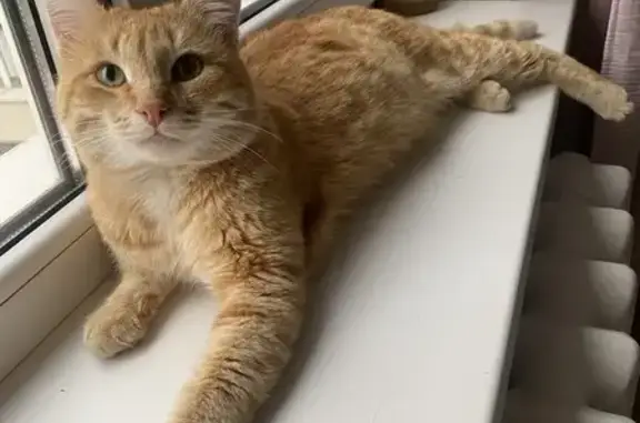 Найдена кошка, Уфа, фото: Крупный рыжий кот найден в Уфе, Мингажева 140