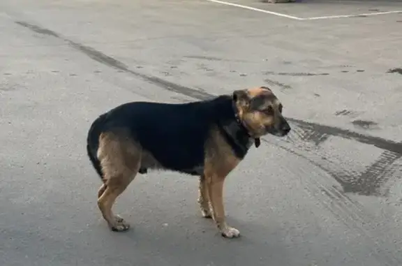 Найдена собака, Камышеваха, фото: Собака у магнита, Малахитовая 2, Камышеваха