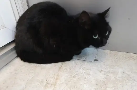 Найдена кошка, Хабаровск, фото: Кошка найдена на Большой, 105, Хабаровск