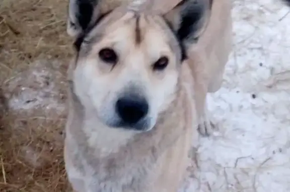 Пропала собака в Писанце, Свердловская обл.