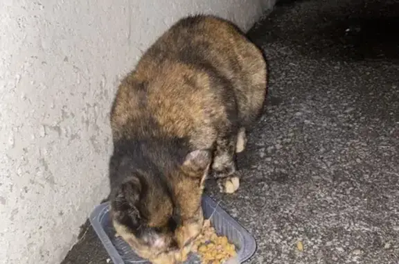 Найдена кошка, Красноярск, фото: Кошка найдена, Ключевская 97, Красноярск