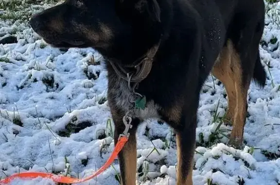 Найдена собака, Московский, фото: Метис найден на Георгиевской улице, Московский