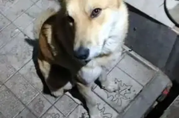 Пропала собака, Зорино, Бетонная ул., 2