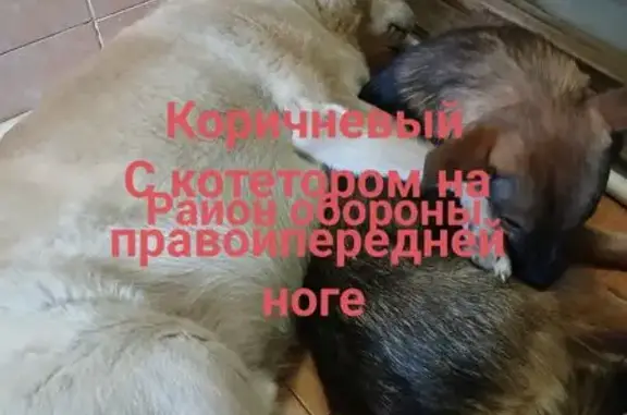 Пропала собака, Комбинатская 54, Тюмень