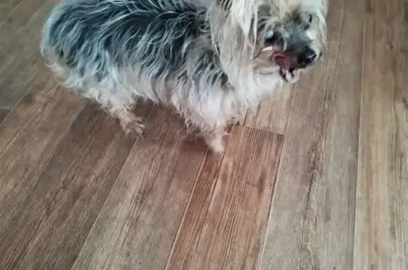 Найдена собака, Неёлово-2, фото: Найдена собака, Знатная ул., 13, Неёлово-2