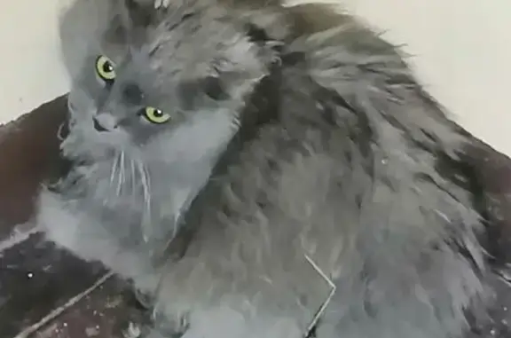 Найдена кошка, Ярославль, фото: Кошка найдена у подвала Папанина 25к2