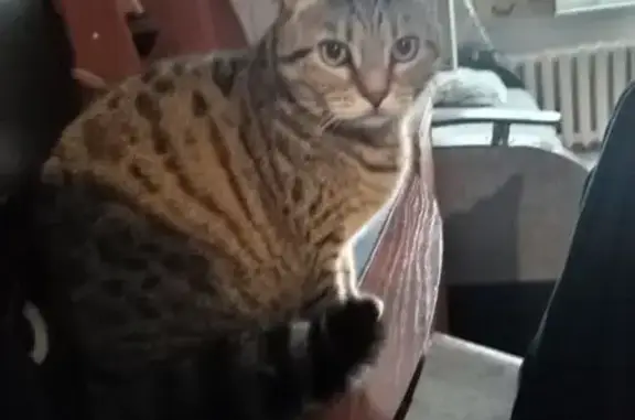 Пропала кошка, ул. Победы 3, Добрянка