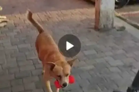 Собаки потеряшки, Краснодар, фото: Потеряшка собака на ул. Солнечной, Краснодар