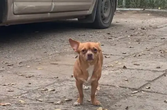 Найдена собака, Астрахань, фото: Собака найдена на ул. Сен-Симона, Астрахань