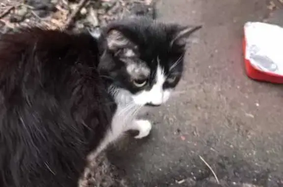 Найдена кошка, Москва, фото: Кошка найдена у Больницы РЖД, Москва
