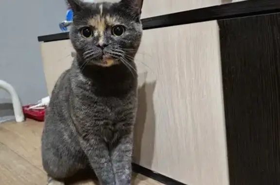 Найденные животные Вологда, фото: Кошка найдена: ул. Судоремонтная, 2Б