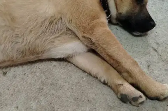 Найдена собака, Тульская область, фото: Собака найдена на Трансмаше, Белёв