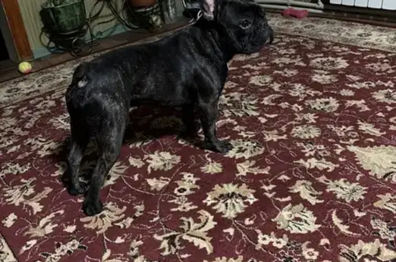 Найдена собака, Курск, фото: Собака найдена: ул. Невского, 13, Курск