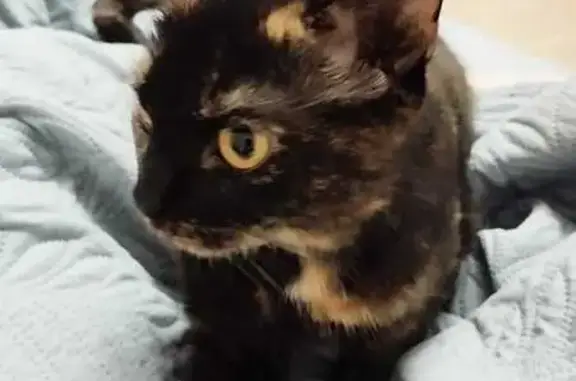 Кошки потеряшки, Набережные Челны, фото: Потеряшка кошка, 2/01, Набережные Челны